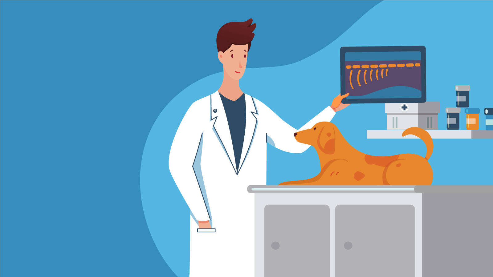 獸醫在診所櫃檯查看臘腸犬的X光片