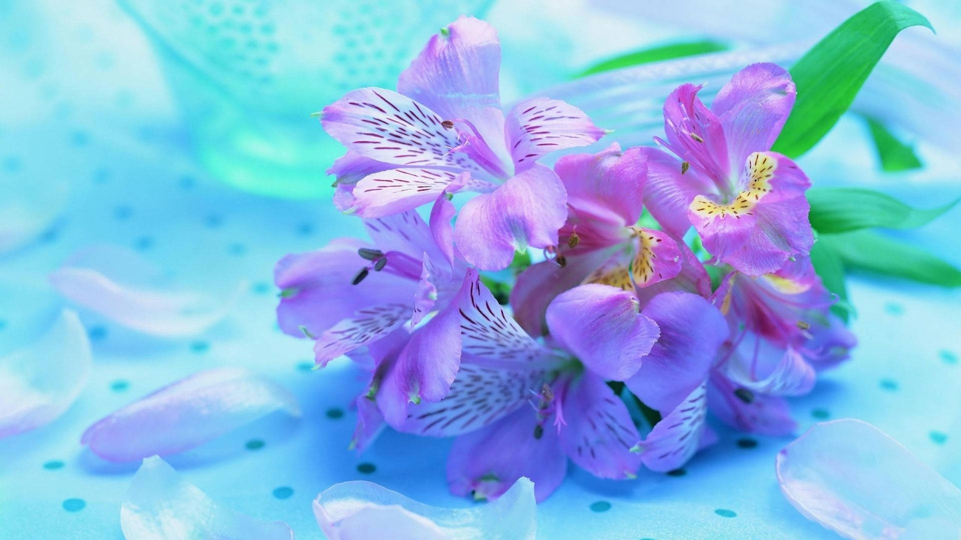 藍色圓點背景上帶有白色斑點的紫色花朵，散落著花瓣。
