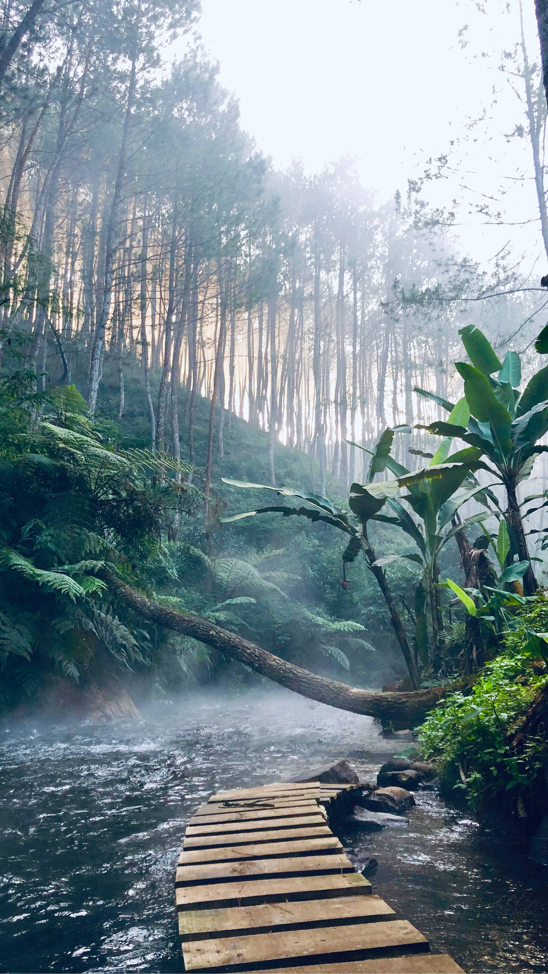 黎明時分，茂密綠色森林中霧氣瀰漫的溪流上的木橋