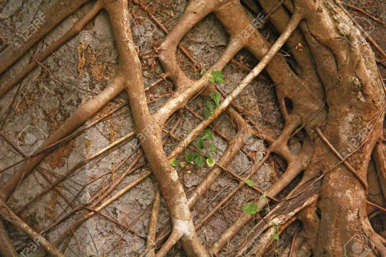 印度果阿植物 壁紙 — 近距離拍攝錯綜複雜、風化的樹根縱橫交錯在粗糙的石頭表面上，並有稀疏的綠色藤蔓。