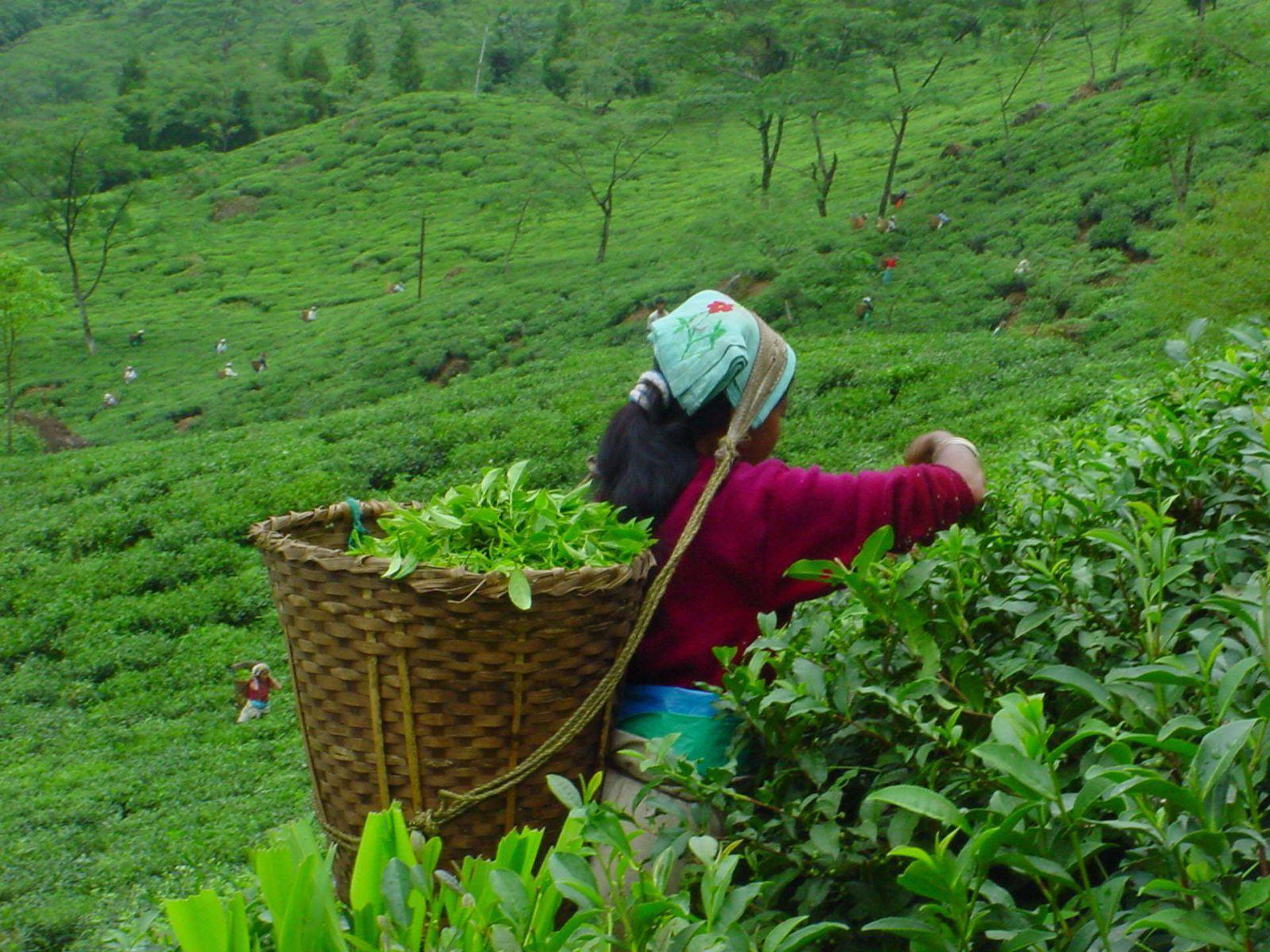 一名女子在綠色茶園中背著籃子採摘茶葉。