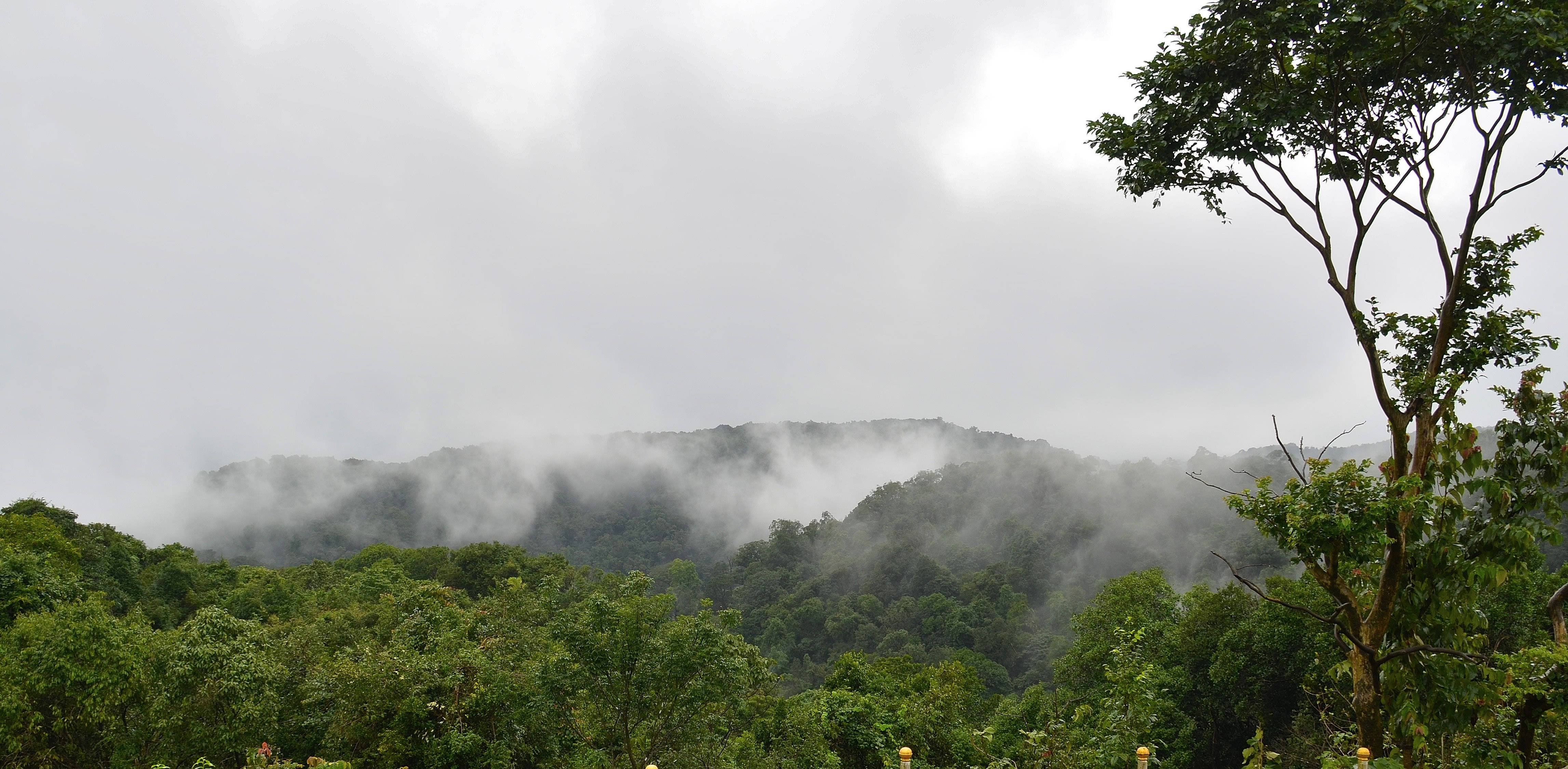 印度西北高止山雨林 壁紙 — 霧氣籠罩的綠色山巒在陰天中從茂密森林後方升起，右側有一棵孤樹構成框架。