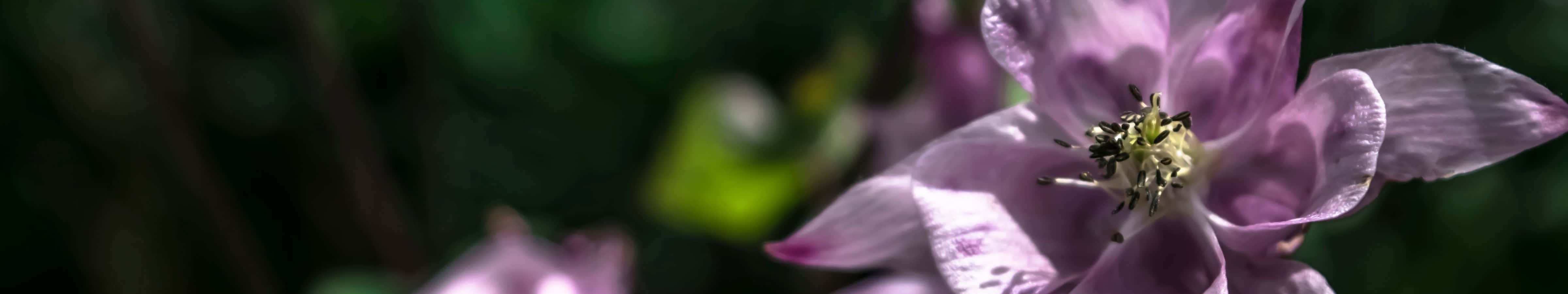 一朵紫色花朵的特寫，花瓣柔軟，花蕊細節清晰。