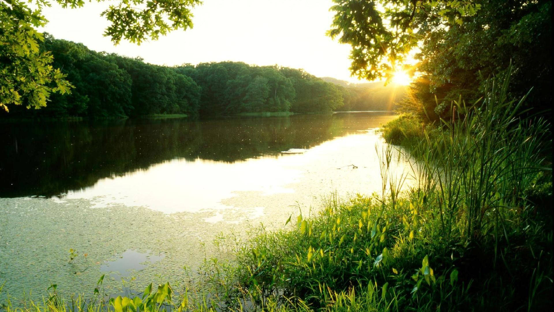 印第安納湖日落 壁紙 — 夕陽穿過樹枝照耀在平靜的湖面上，湖中點綴著睡蓮，四周環繞著茂密的綠植。