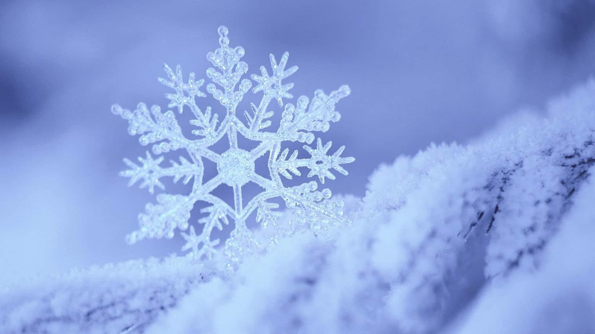 冬日結霜樹枝上的詳細雪花