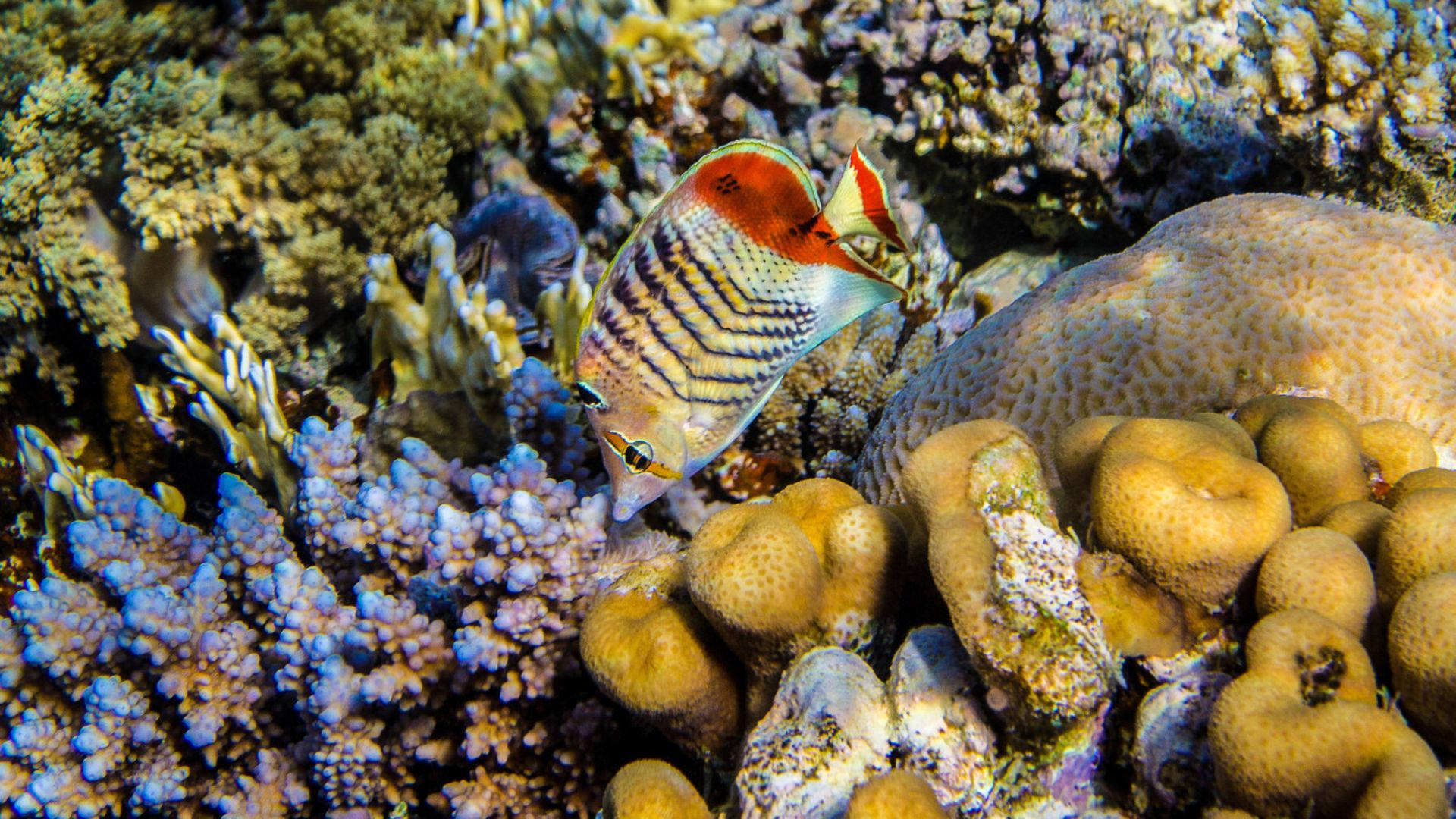 厄立特里亞海底魚群 壁紙 — 一條色彩斑斕的蝴蝶魚在陽光普照的熱帶珊瑚礁中，優雅地穿梭於色彩繽紛的珊瑚群之間。