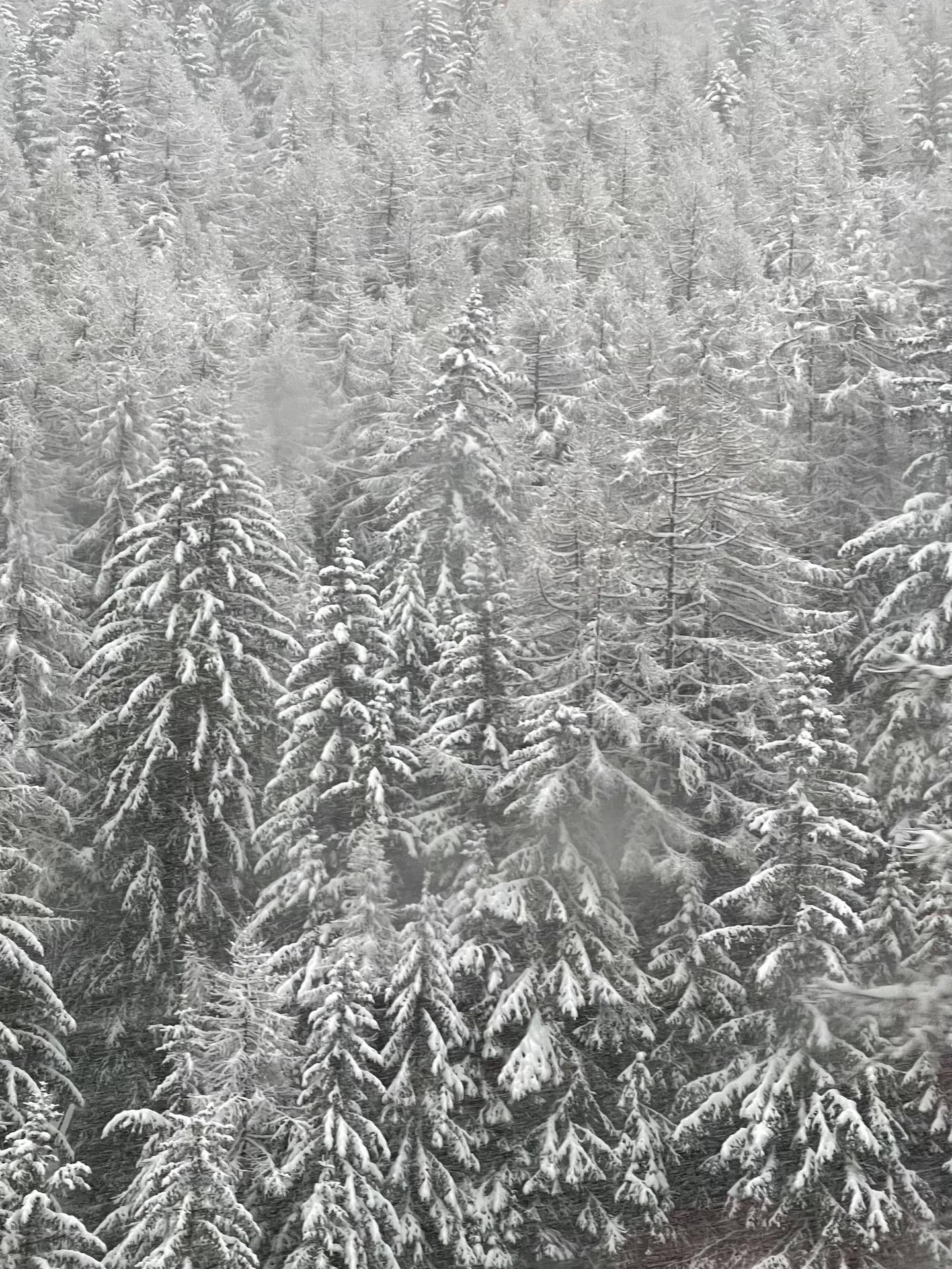 灰色天空下茂密冬季森林中積雪的松樹。