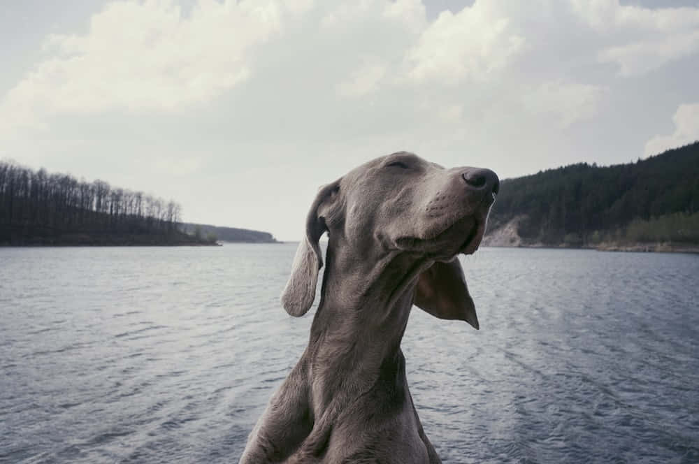 一隻灰色的威瑪獵犬閉上眼睛在湖上享受微風。