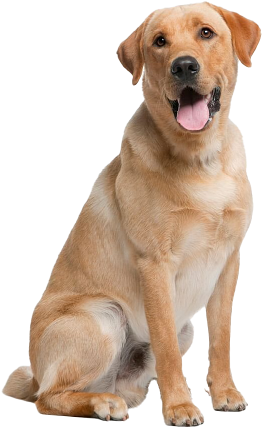 友好的黃色拉布拉多犬坐姿 壁紙 — 一隻開心的金色拉布拉多直坐著，伸出舌頭，背景是純黑色。