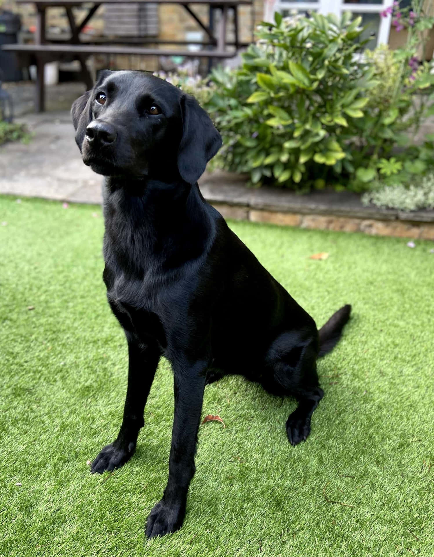 黑色拉布拉多犬坐在花園的綠色草地上