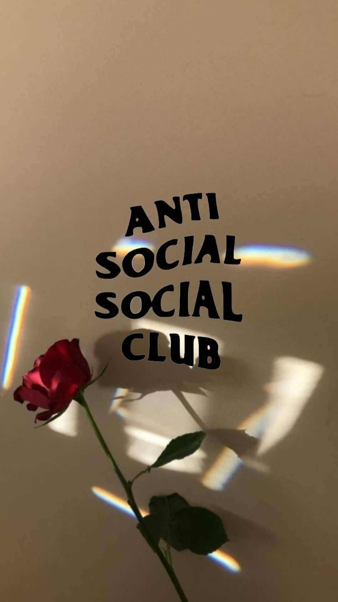一朵紅玫瑰，牆上有文字 anti social social club 和彩虹光束。