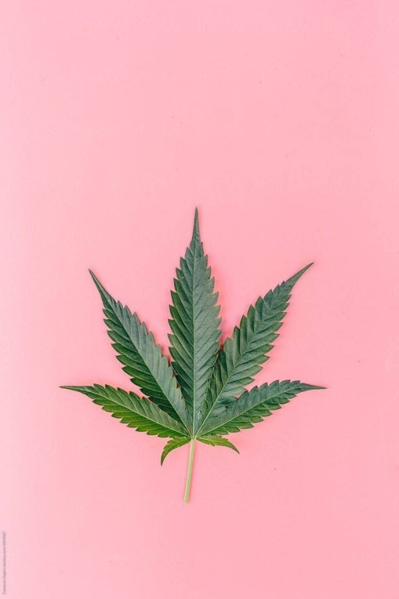 粉紅色背景上的綠色大麻葉子