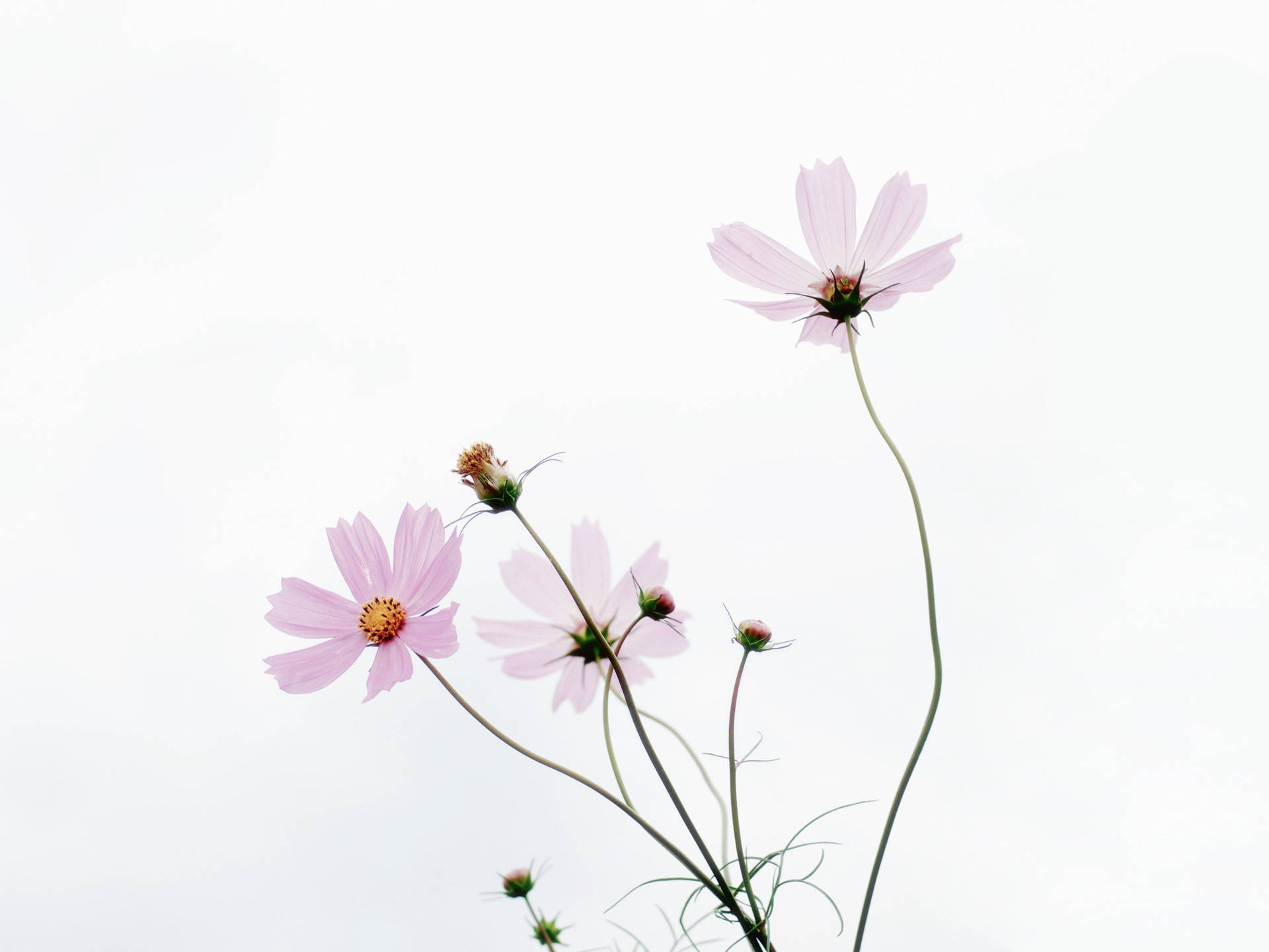 粉紅大波斯菊，纖細花莖，明亮白色背景。