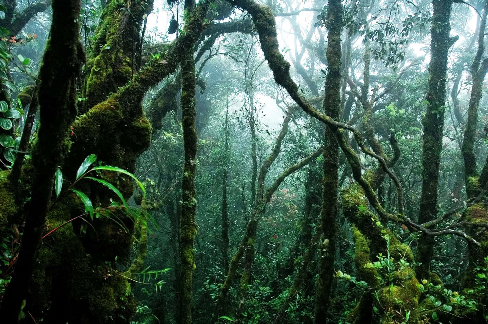 叢林中的冒險即將開始 壁紙 — 霧氣瀰漫的雨林，長滿苔蘚的樹木和纏繞的樹枝在柔和散射的光線中閃耀。