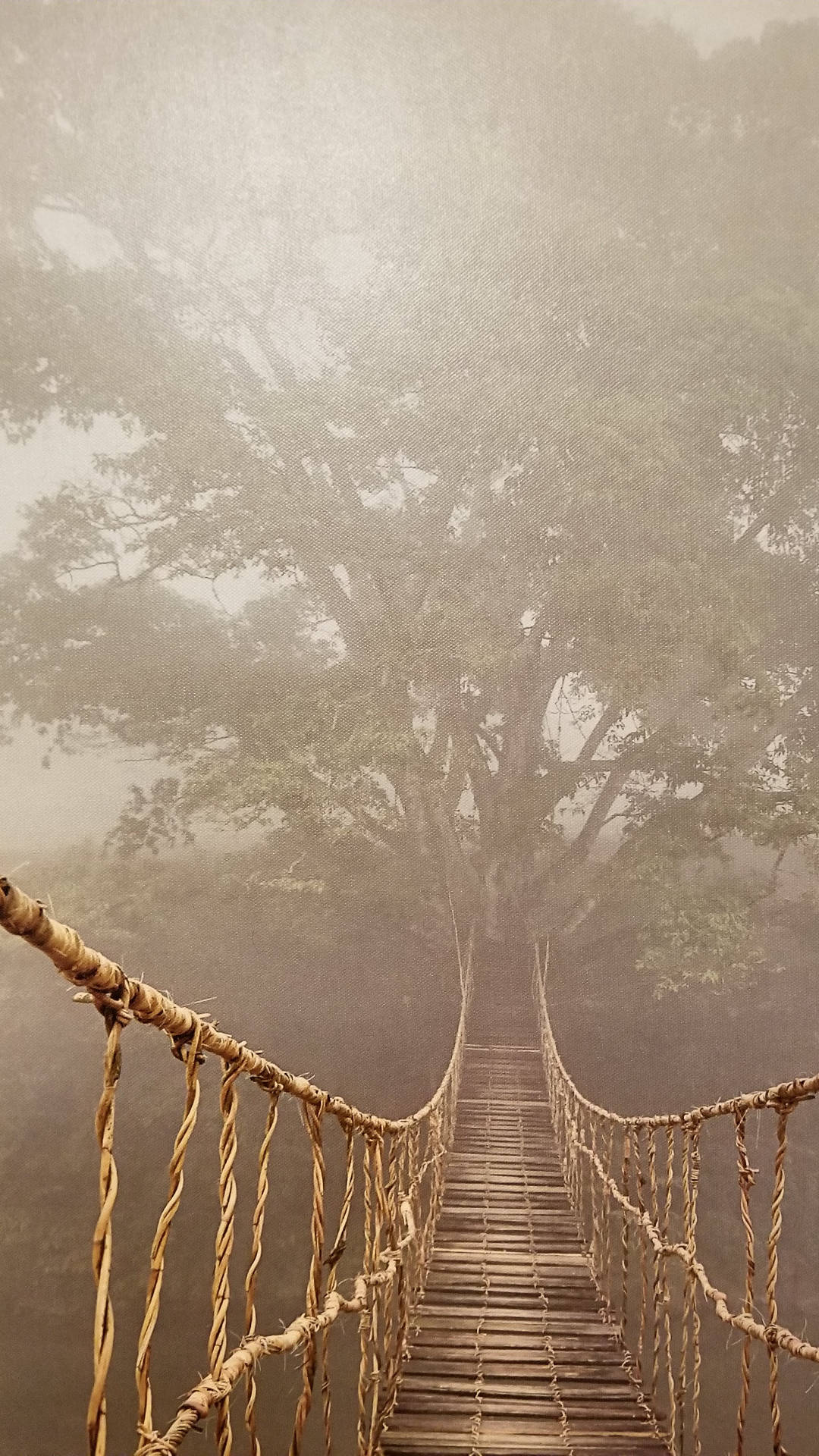 繩橋蜿蜒穿過迷霧，通往寂靜森林中的一棵巨樹。