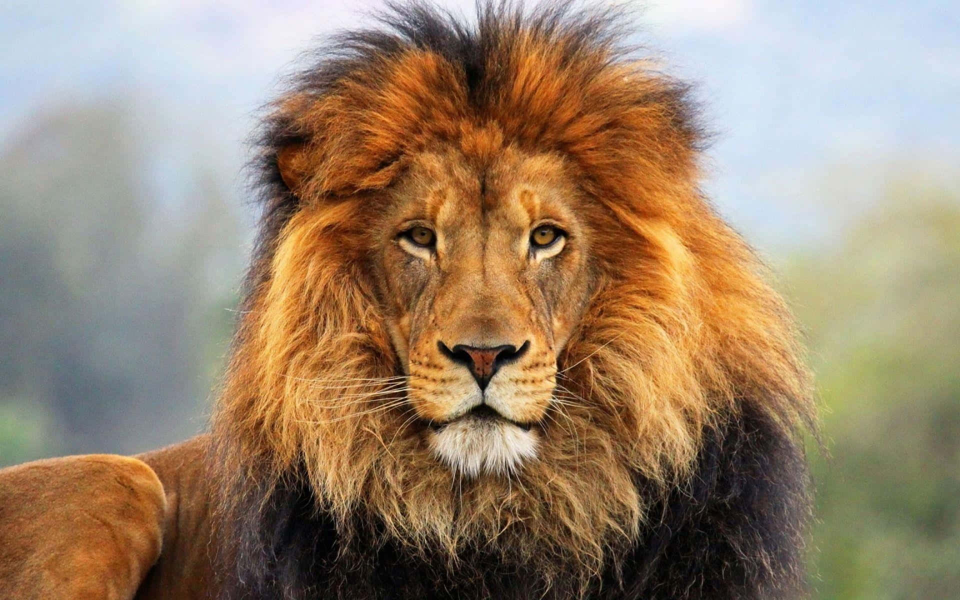 叢林之王——雄獅 壁紙 — 一頭雄偉的雄獅，擁有濃密的金色鬃毛，在柔和模糊的自然背景下專注地向前凝視。