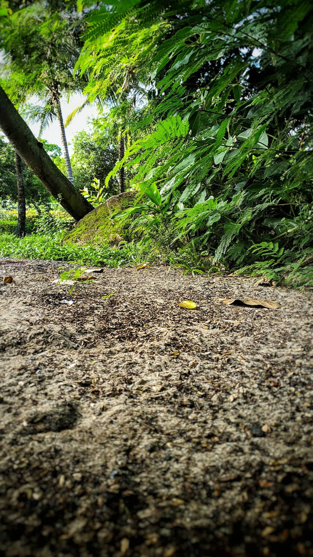 白天穿過茂密綠色熱帶森林的泥濘小徑特寫。