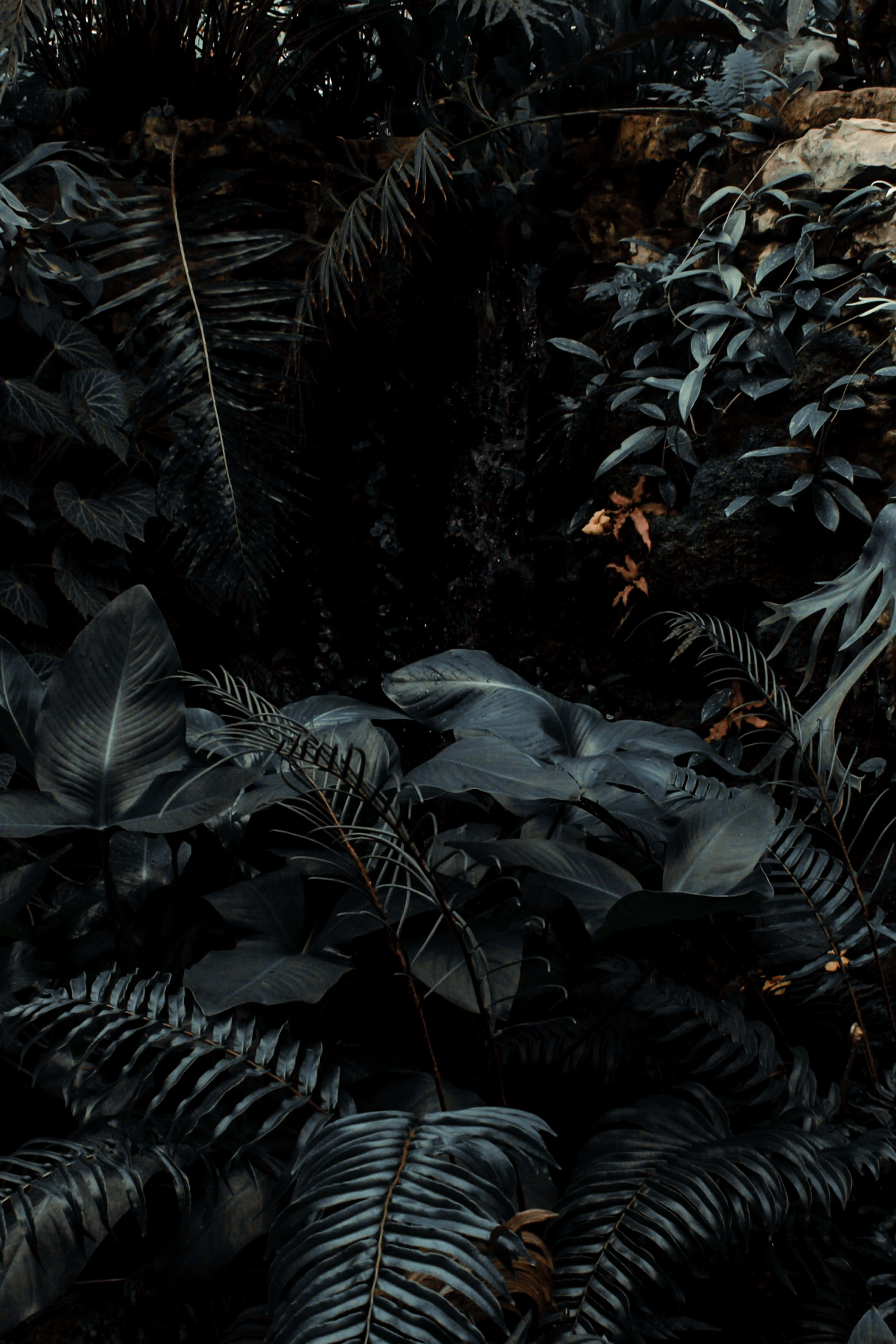 叢林的神秘之心 壁紙 — 茂密的熱帶葉子在深沉的陰影中，溫暖的光線隱約透過層層疊疊的葉片。