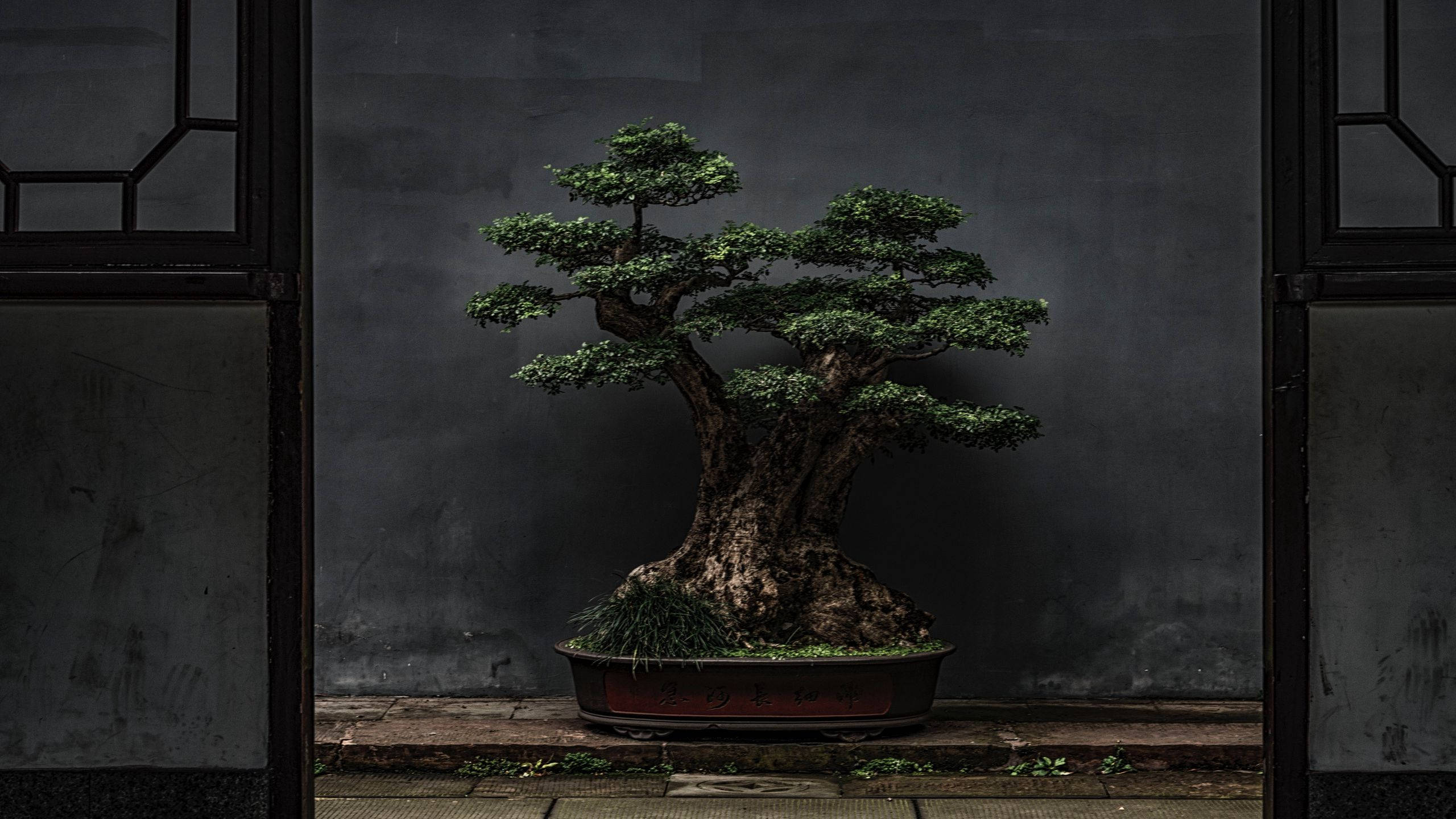 叢生式盆景樹攝影 壁紙 — 一棵經過精心修剪的盆景樹，樹皮粗糙，綠葉茂密，放在紅色花盆中，背景是深灰色牆壁，由傳統格子窗框著。