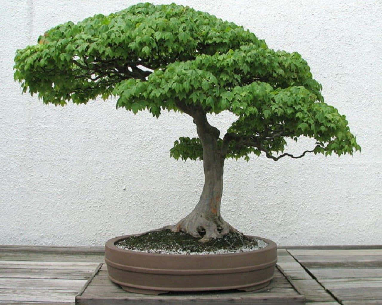 古老藝術永存——盆景樹挺拔矗立 壁紙 — 一棵茂盛的綠色楓樹盆景，樹幹彎曲多節，放在白色牆壁前的木甲板上的一個棕色花盆裡。