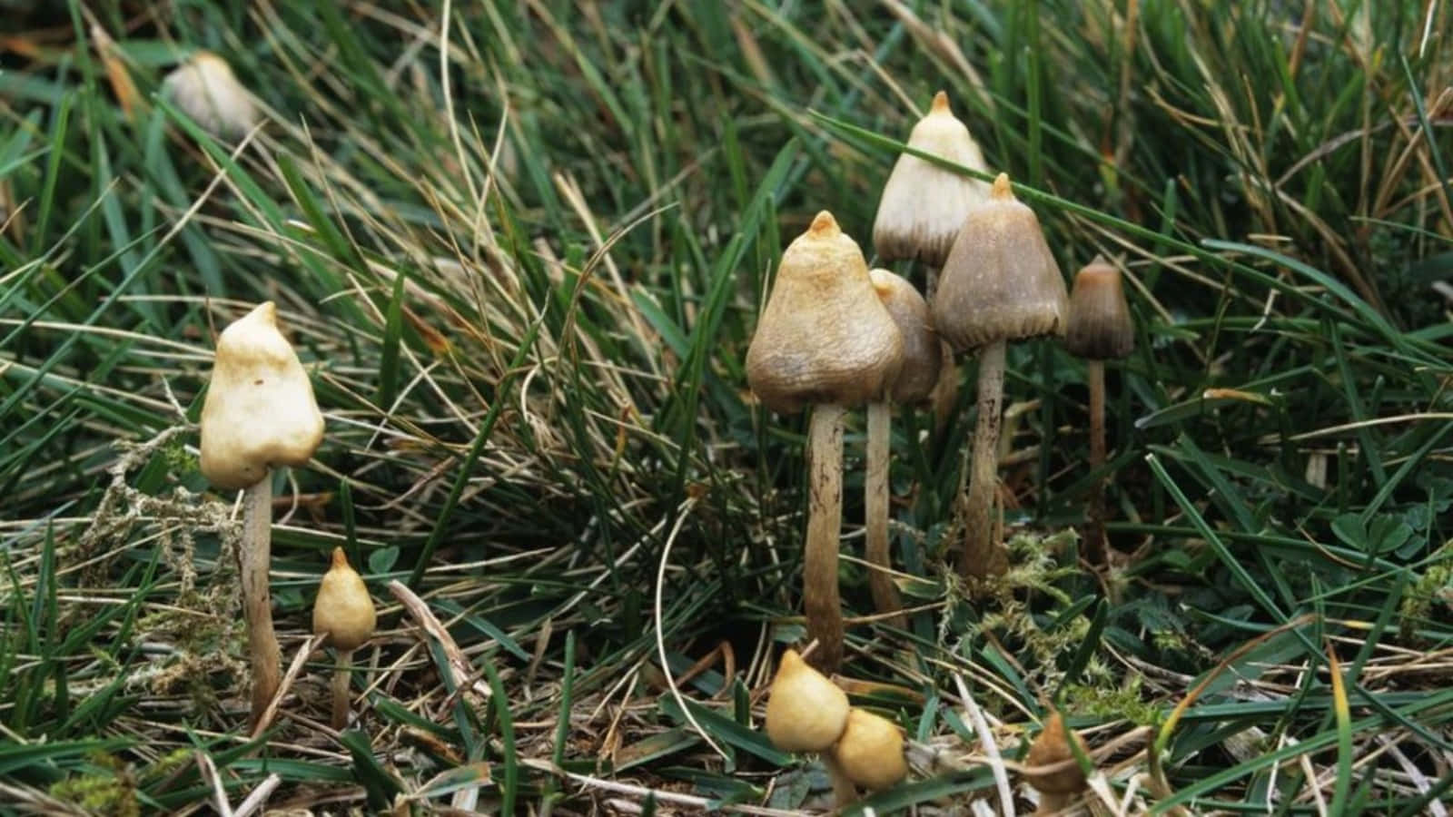 「另一種冒險正等待著你」 壁紙 — 細小的米色蘑菇，莖幹纖細，從一片綠色和棕色的草叢中冒出。