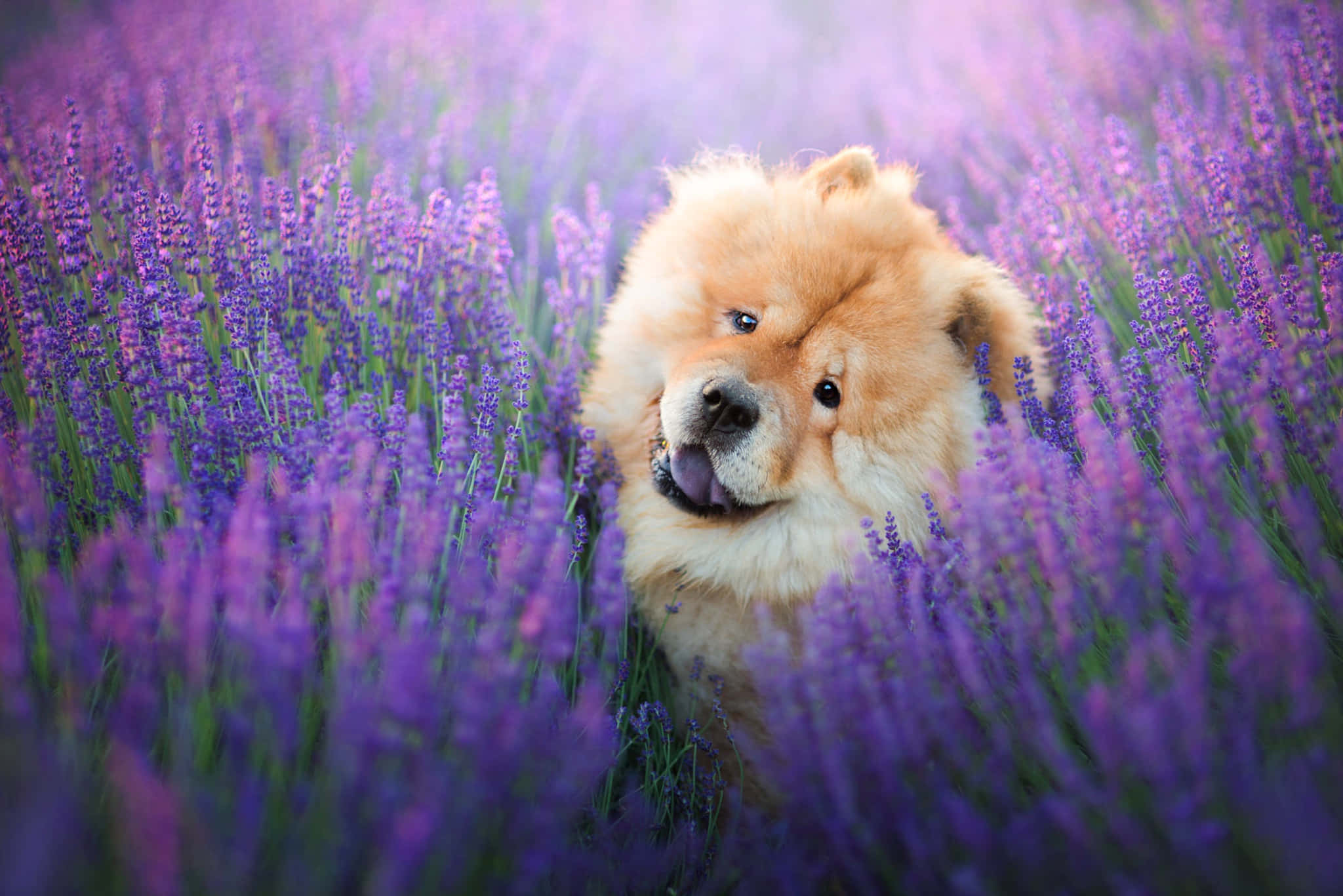 可愛 Chow Chow 幼犬 壁紙 — 一隻毛茸茸的鬆獅犬在夢幻般的紫色薰衣草花田中頑皮地伸出舌頭。