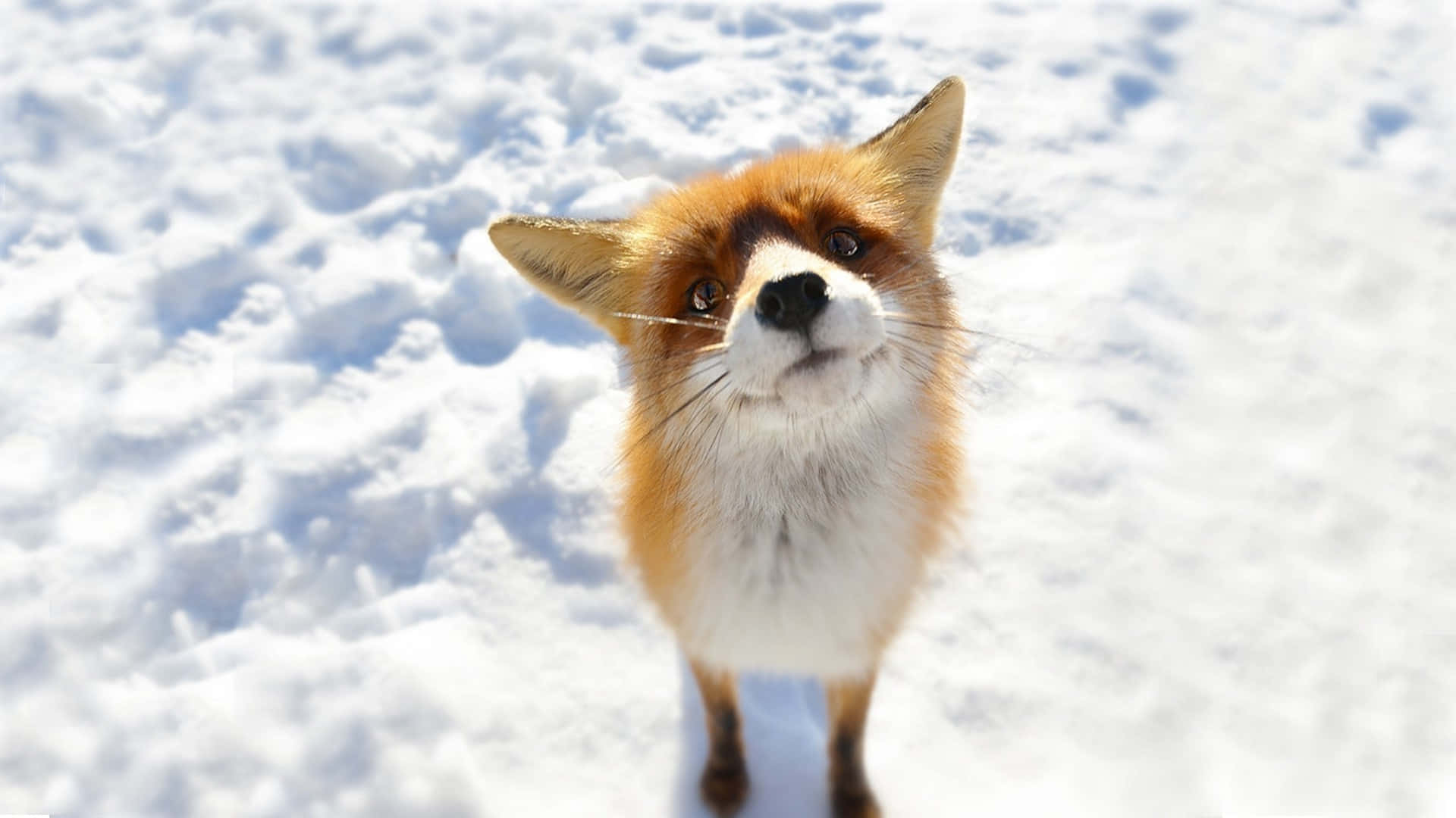 可愛！一隻動漫小動物 壁紙 — 一隻好奇的紅狐站在深雪中，在明亮的陽光下用明亮的眼睛向上看。