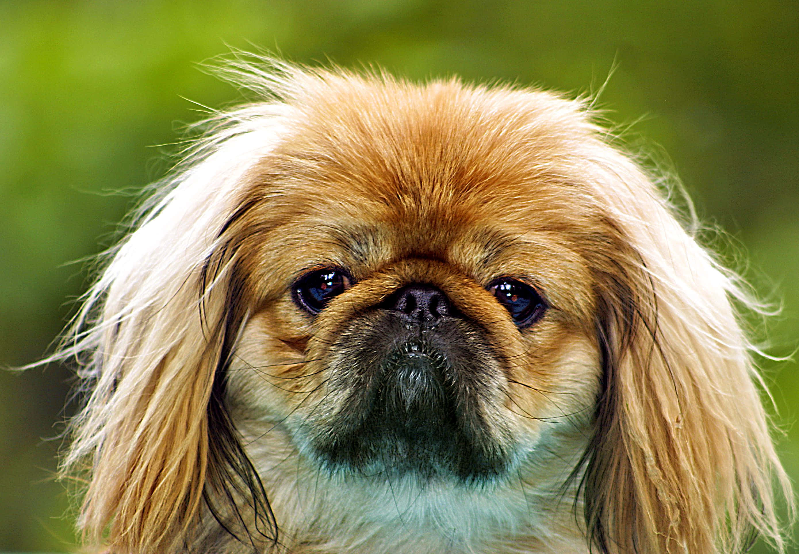 可愛京巴幼犬翹起背脊 壁紙 — 一隻毛茸茸的北京犬特寫，擁有富表現力的深色眼睛和柔軟的金色毛髮，背景是模糊的綠色。