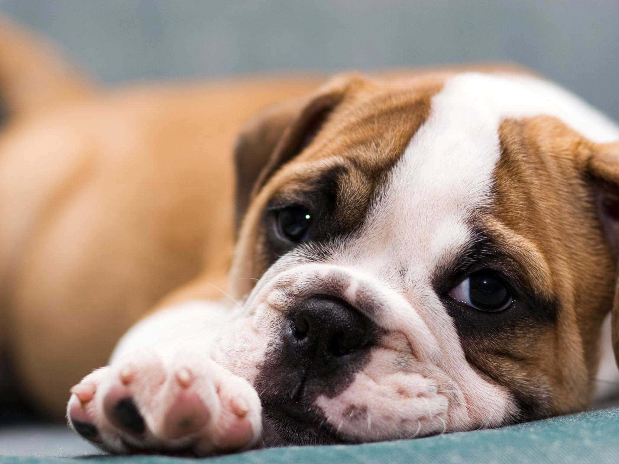 可愛傷心的鬥牛犬幼犬圖 壁紙 — 一隻棕色和白色的鬥牛犬幼犬的特寫，牠的頭靠在青綠色的表面上，背景柔和模糊。