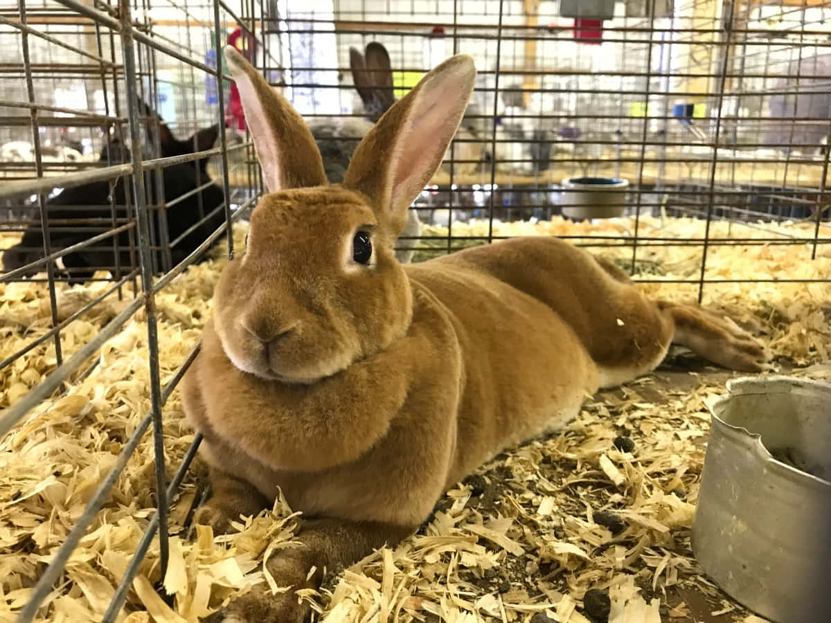 可愛兔子寵物圖 壁紙 — 一隻毛茸茸的棕色兔仔喺寵物展嘅鐵絲籠入面嘅木屑上平靜咁休息緊。
