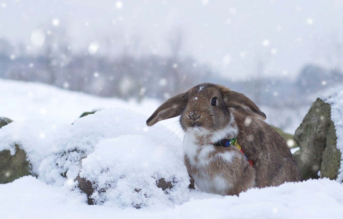 一隻戴著彩色項圈的棕色和白色兔子在降雪期間坐在雪地上。