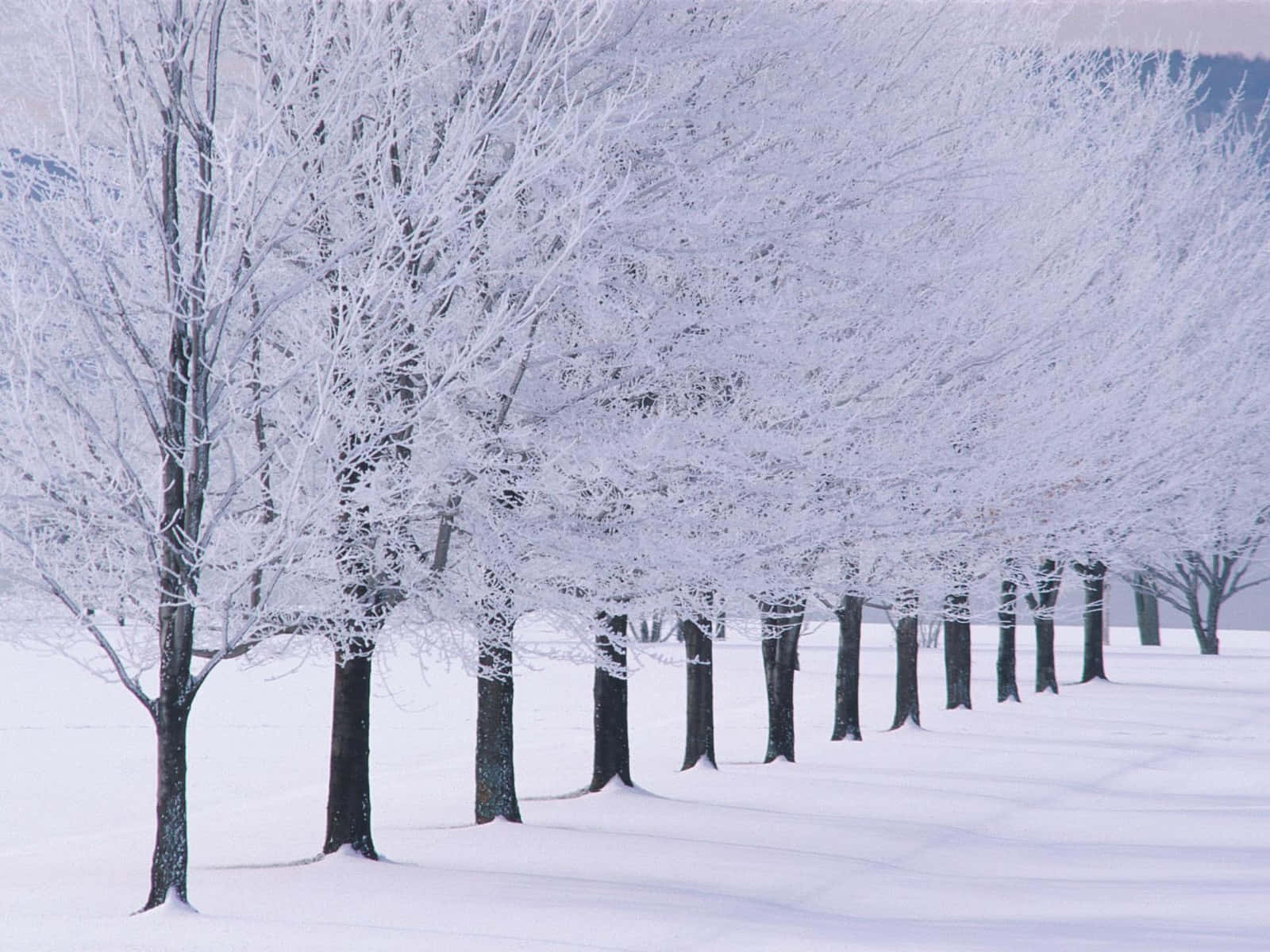 可愛冬日樹枝背景 壁紙 — 一片蒼白的天空下，廣闊雪地上排列著一排積雪覆蓋的樹木，寧靜的冬日景象。