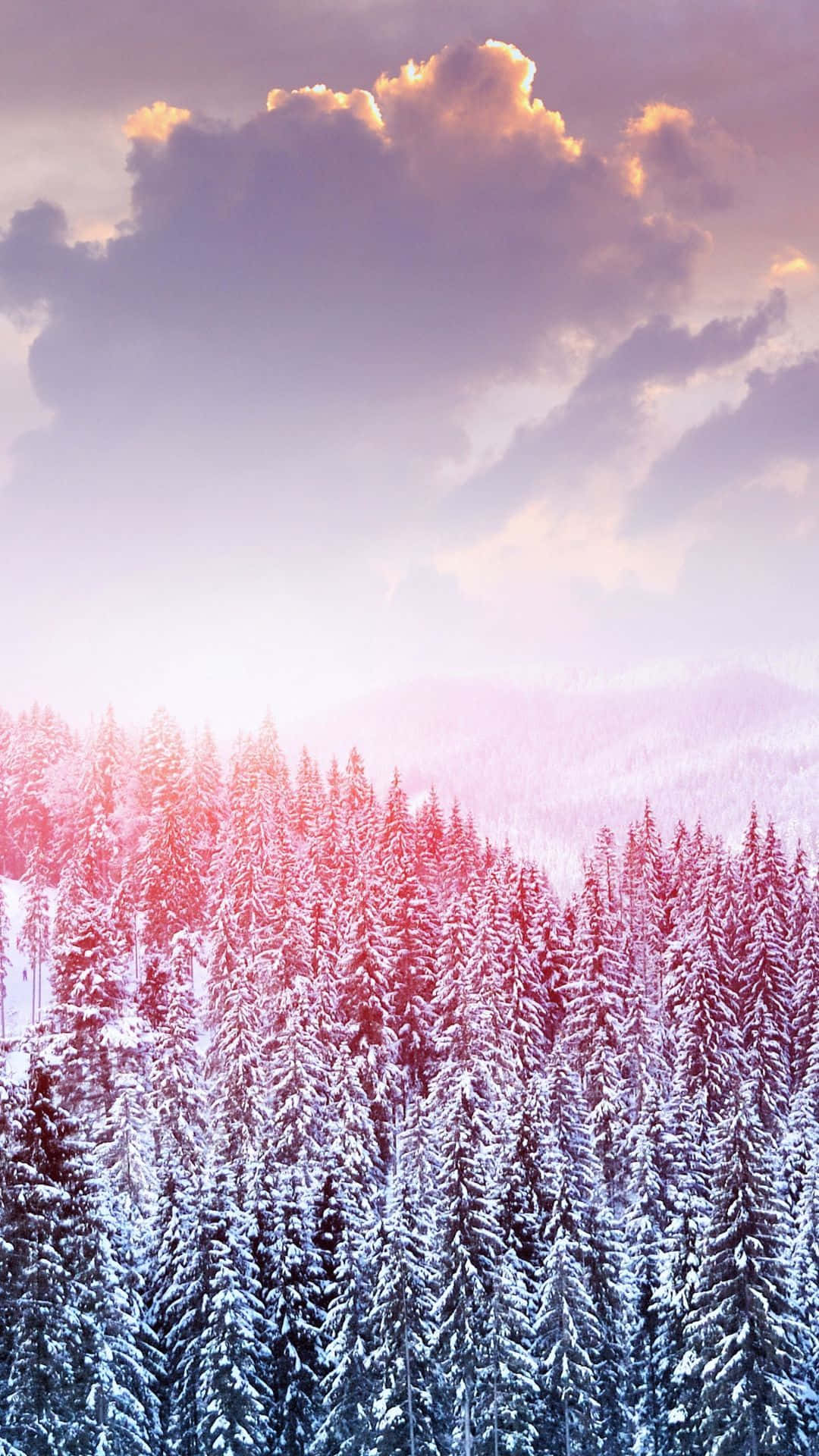 可愛冬日雪松背景 壁紙 — 白雪覆蓋茂密的常青樹，天空呈現柔和的紫色和粉紅色日落，伴隨著戲劇性的雲彩。