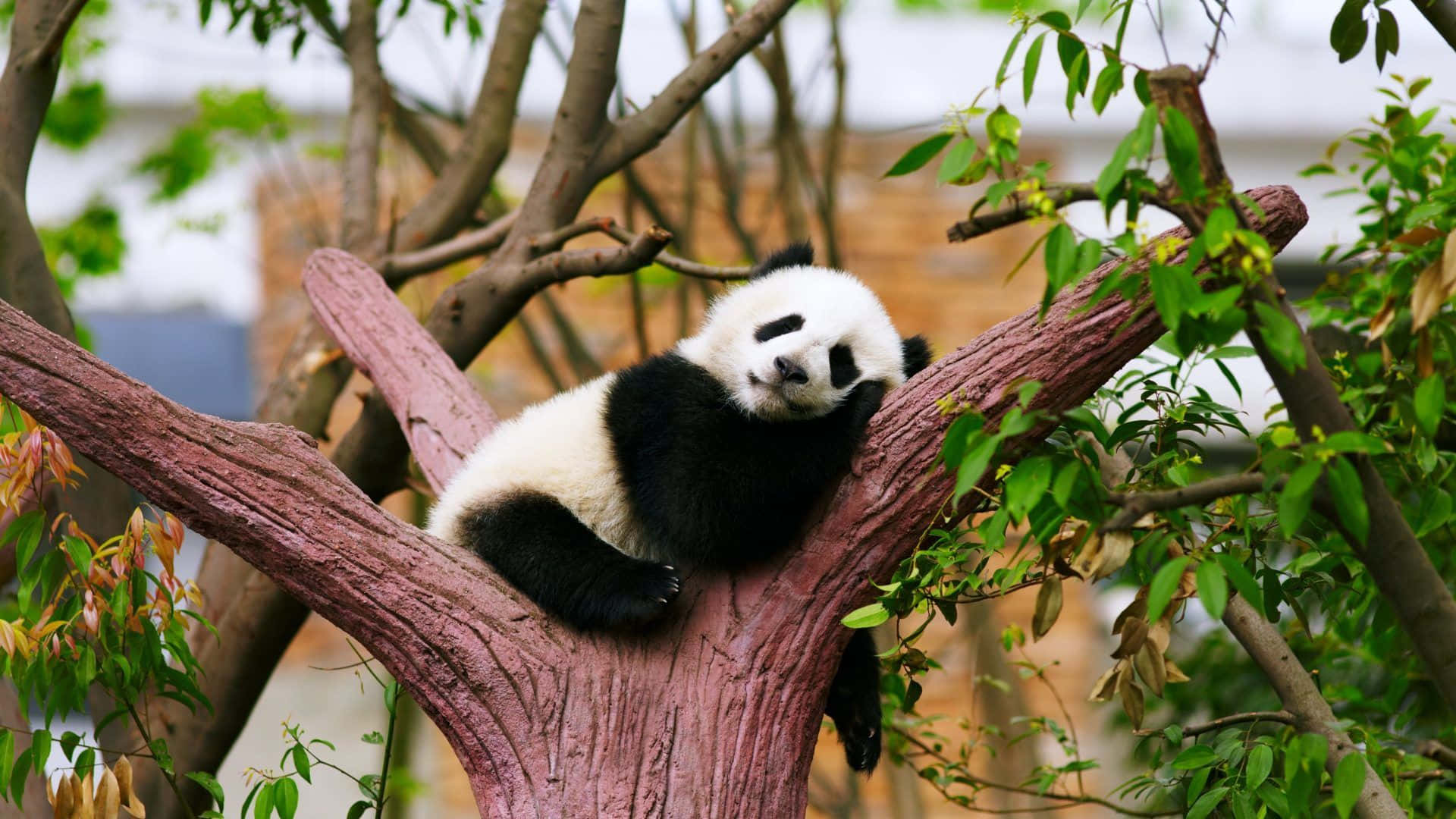 可愛到爆！ 壁紙 — 一隻毛茸茸的熊貓寶寶在紋理豐富的樹枝上安靜地休息，周圍是茂密的綠葉。