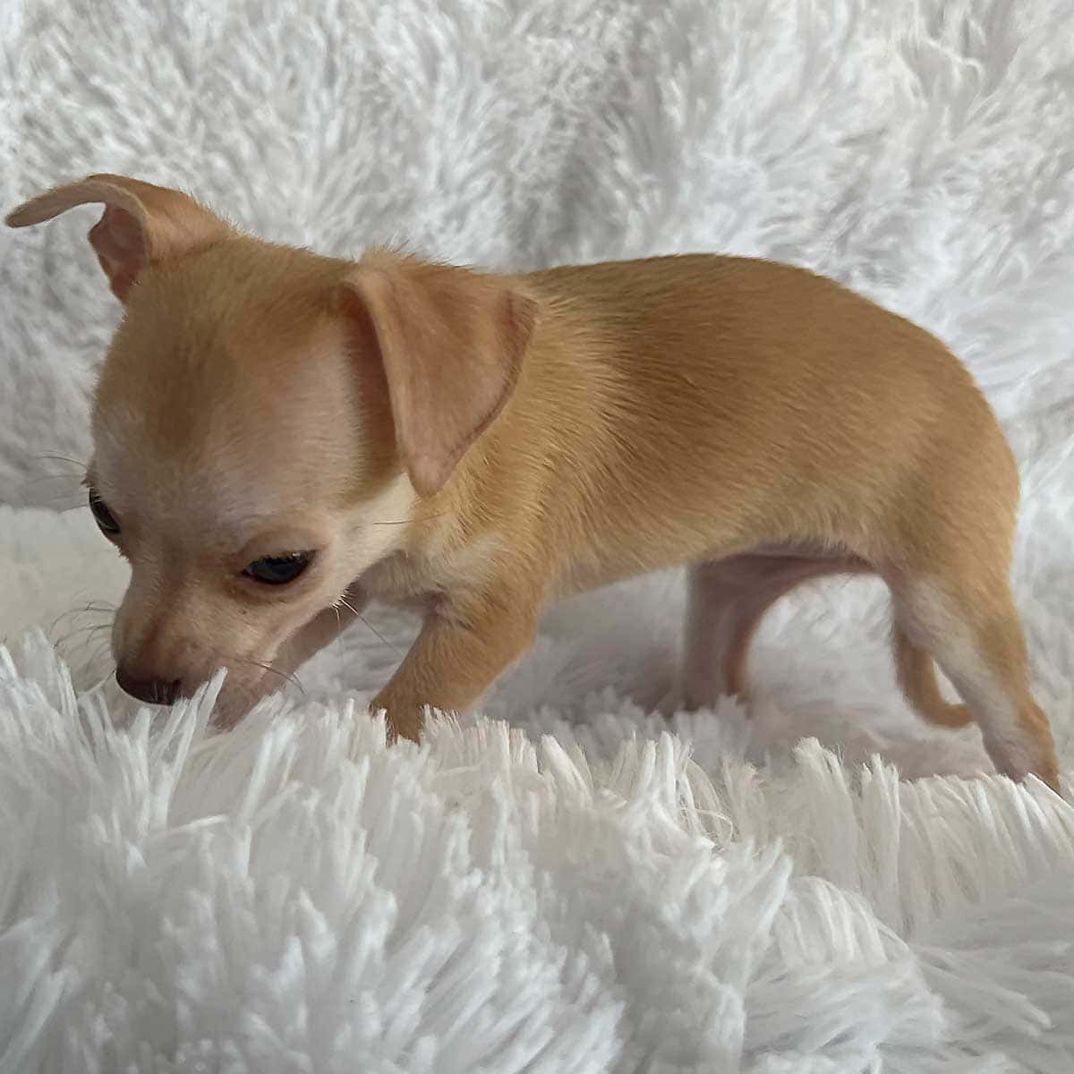 一隻細小淺棕色芝娃娃幼犬探索毛茸茸的白色地毯。