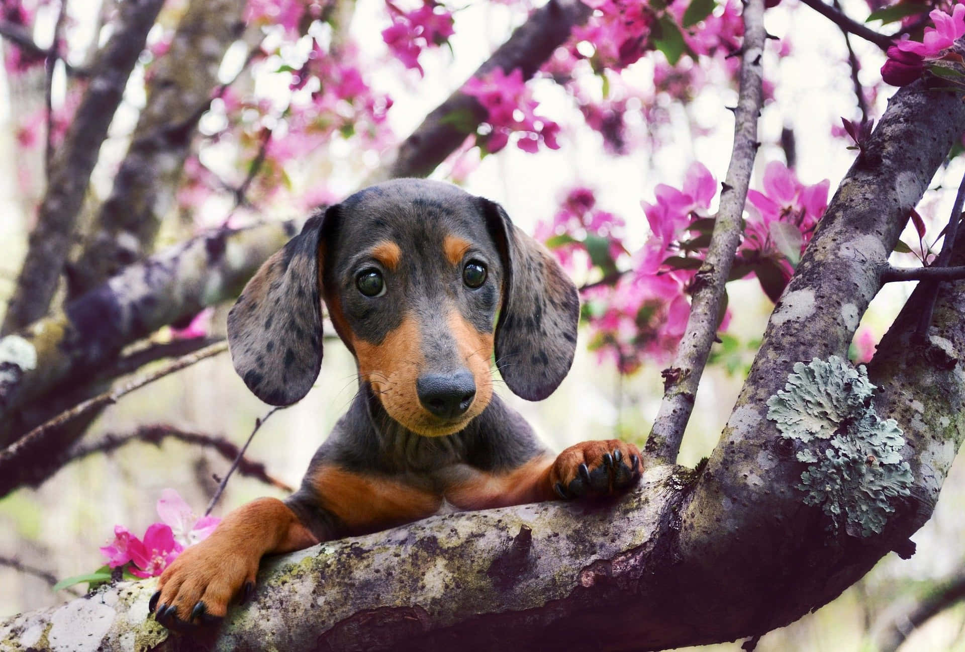 一隻臘腸犬幼犬棲息在開滿粉紅色花朵的樹枝上。