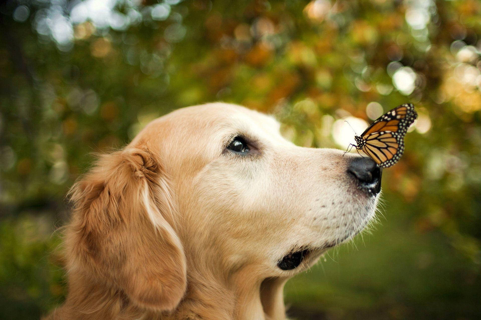 可愛動物狗與蝴蝶 壁紙 — 一隻金毛尋回犬平靜地凝視，一隻帝王斑蝶輕輕停在其鼻子上，背景是柔和模糊的秋日森林。