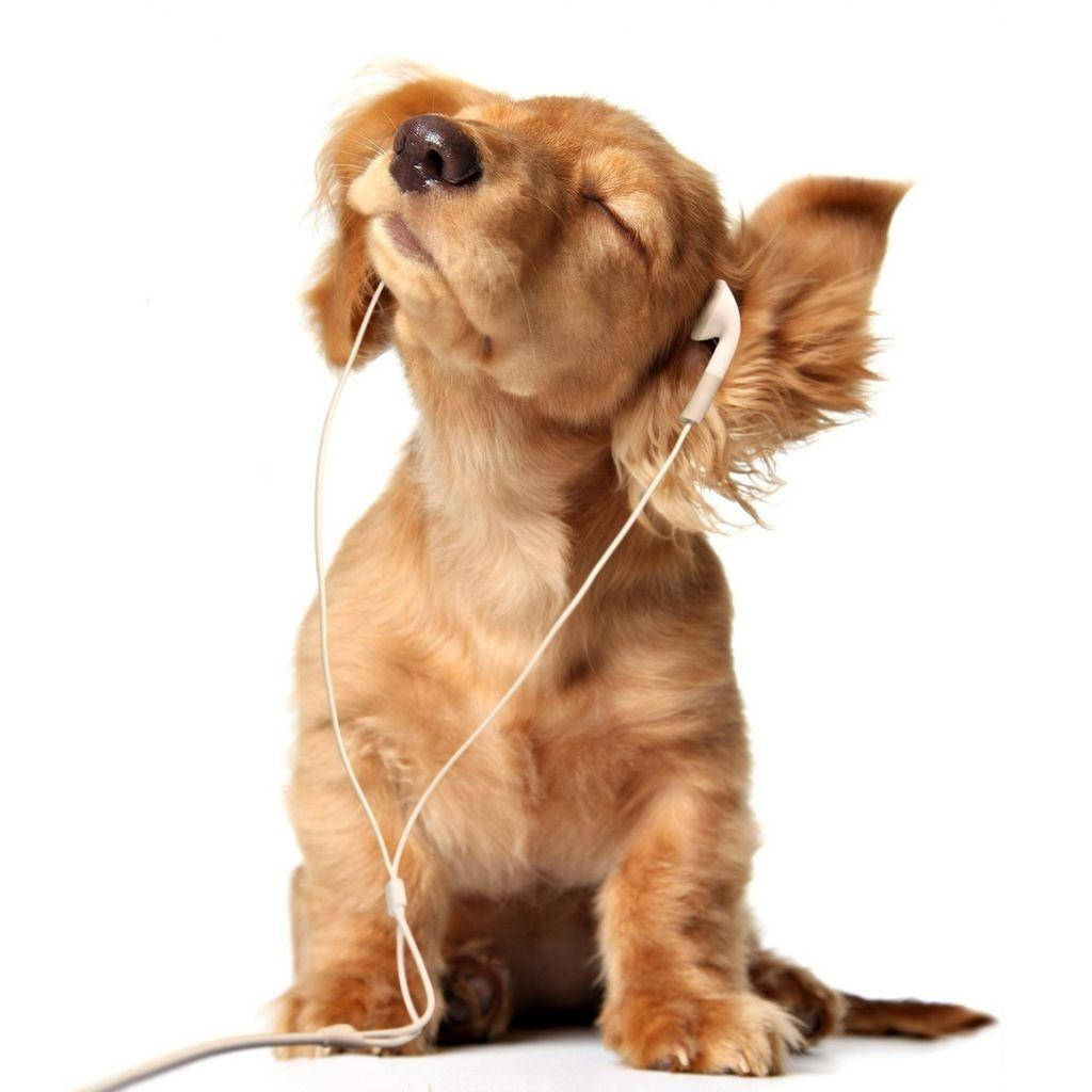 可愛動物腊肠犬 壁紙 — 一隻毛茸茸的棕色狗戴著白色耳塞，閉著眼睛，幸福地坐在純白色背景前。