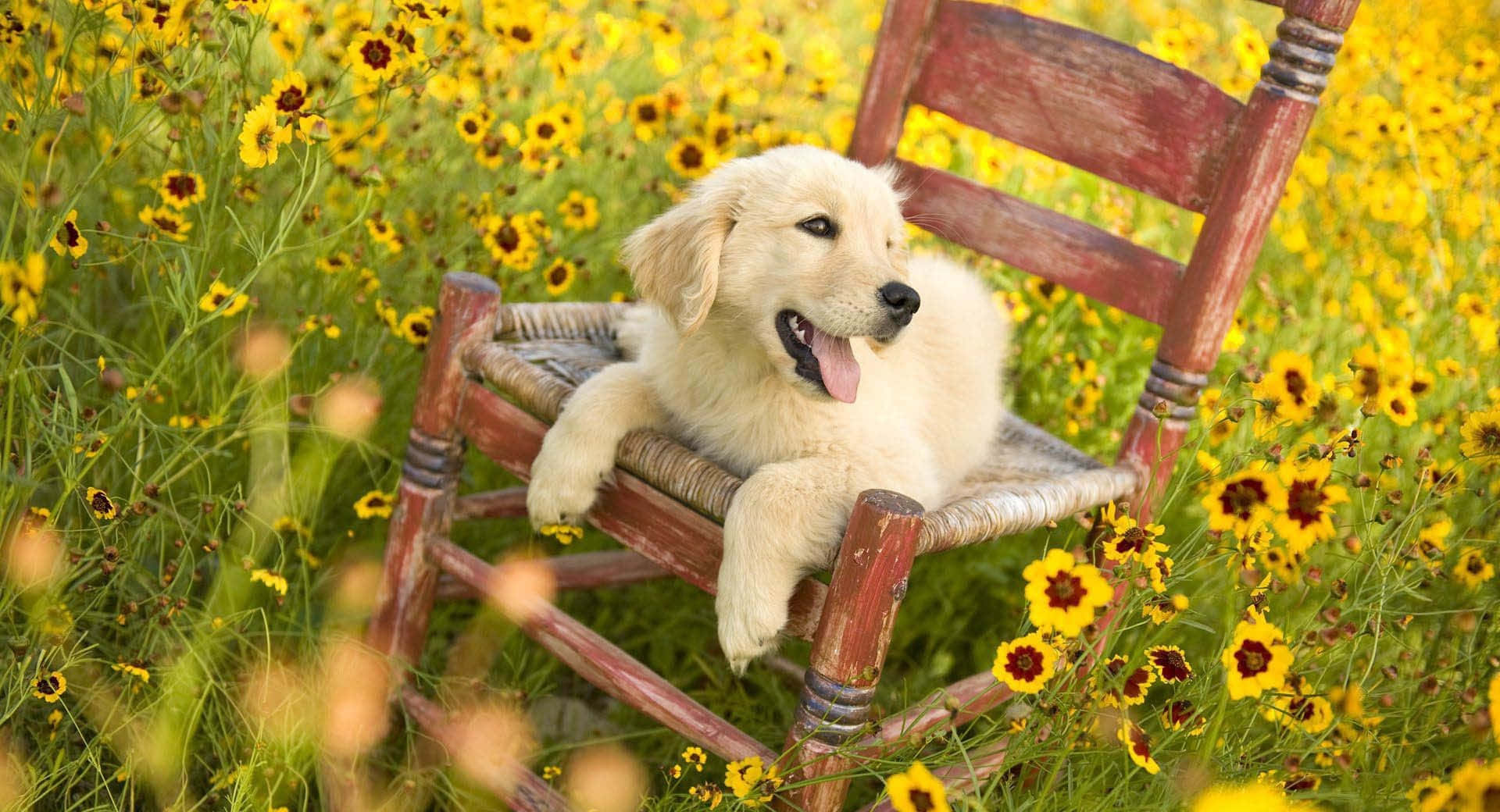 金毛尋回犬幼犬在黃色花田的木椅上休息。