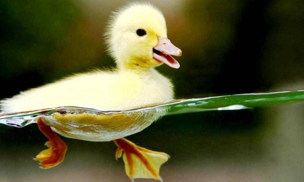 可愛動物黃色小鴨寶寶 壁紙 — 一隻毛茸茸的黃色小鴨在平靜的水面上張開喙，在綠葉下游動。