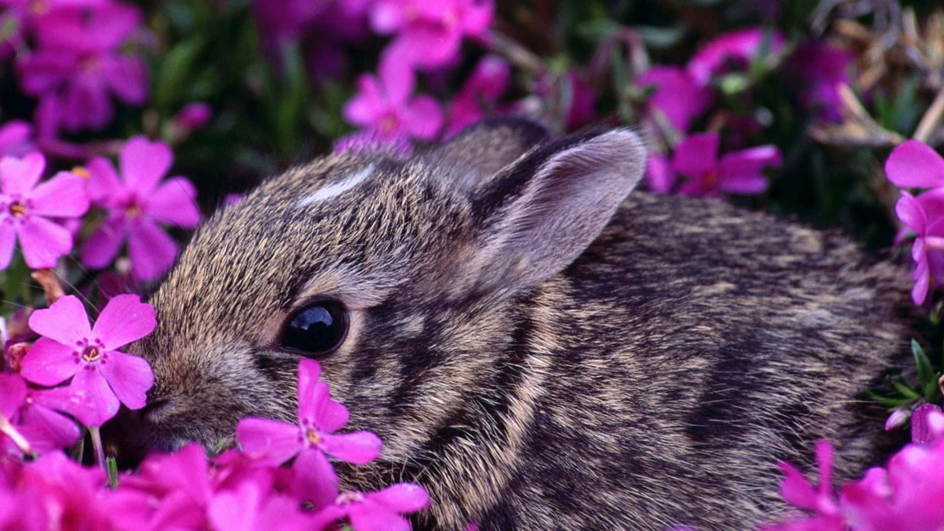 一隻棕色兔子在花園中被粉紅色花朵包圍。