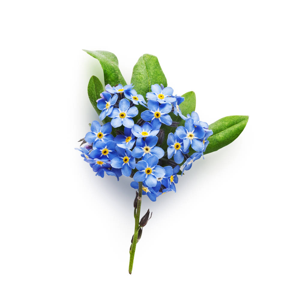 可愛勿忘我花 壁紙 — 一束精緻的藍色勿忘我，帶有黃色花心和綠色葉子，襯在純白背景上。