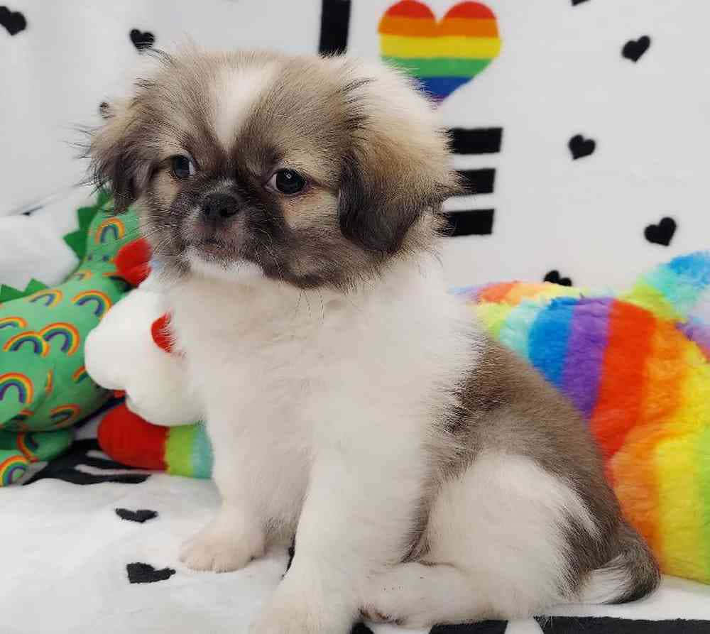 可愛北京犬享受陽光午後 壁紙 — 一隻毛茸茸的北京犬幼犬，毛色白灰相間，坐在彩虹圖案的毯子上，周圍是色彩繽紛的玩具。