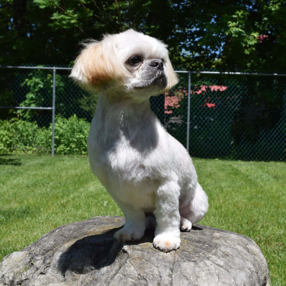 可愛北京犬幼犬 壁紙 — 一隻毛茸茸的白色狗，有棕色的耳朵，威風凜凜地坐在陽光普照的石頭上，周圍是樹木環繞的草地後院。