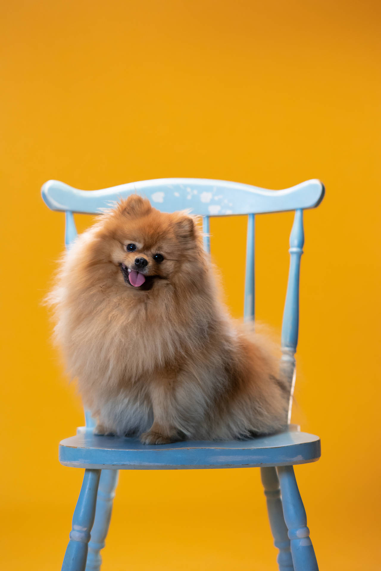 毛茸茸的博美犬坐在藍色椅子上，背景是黃色。