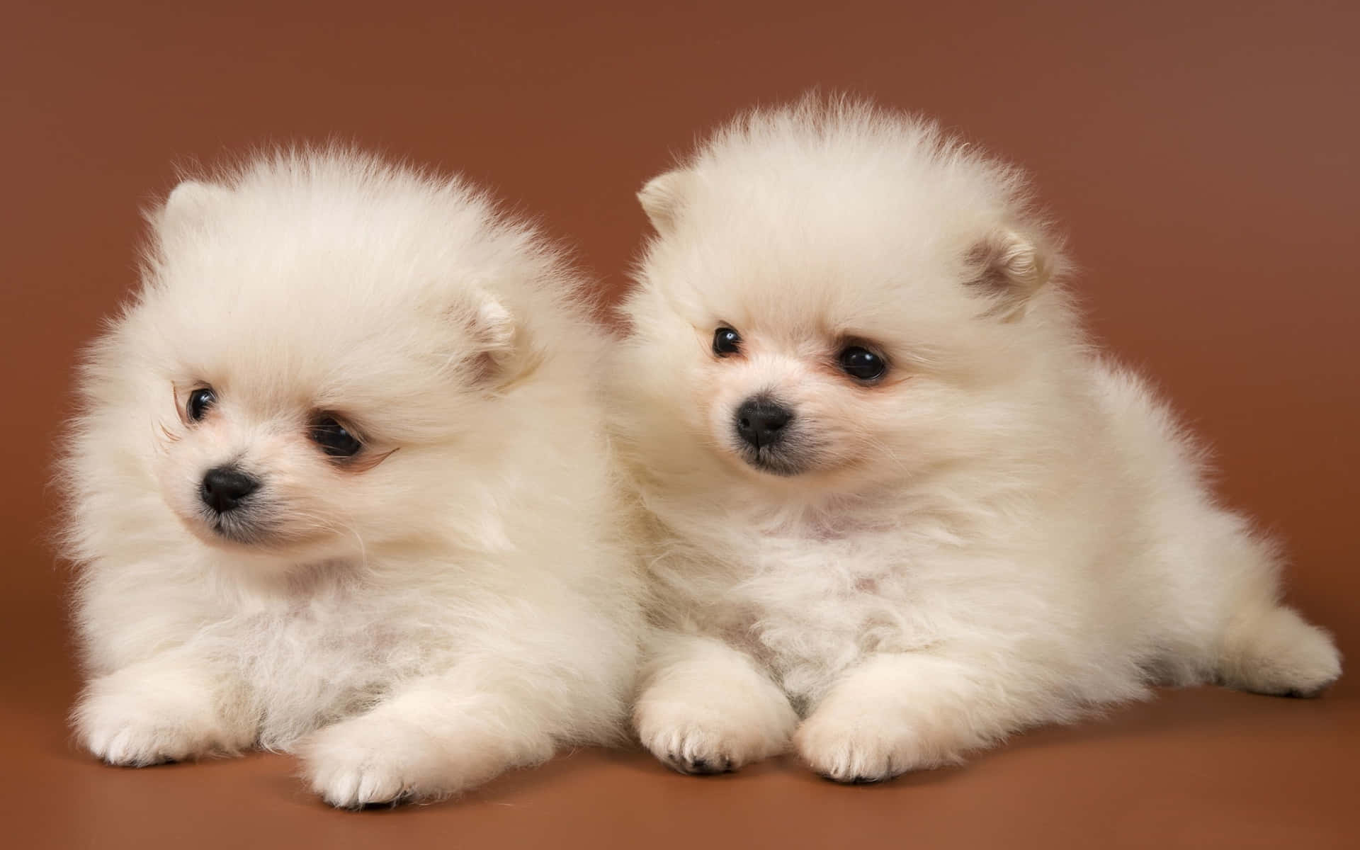 兩隻毛茸茸的白色幼犬一起坐在棕色表面上。