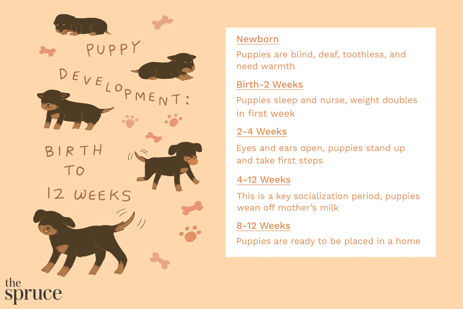 可愛卡通幼犬成長圖 壁紙 — 插圖指南，展示小狗從新生到12週的生長階段，配有可愛的卡通狗和文字框。