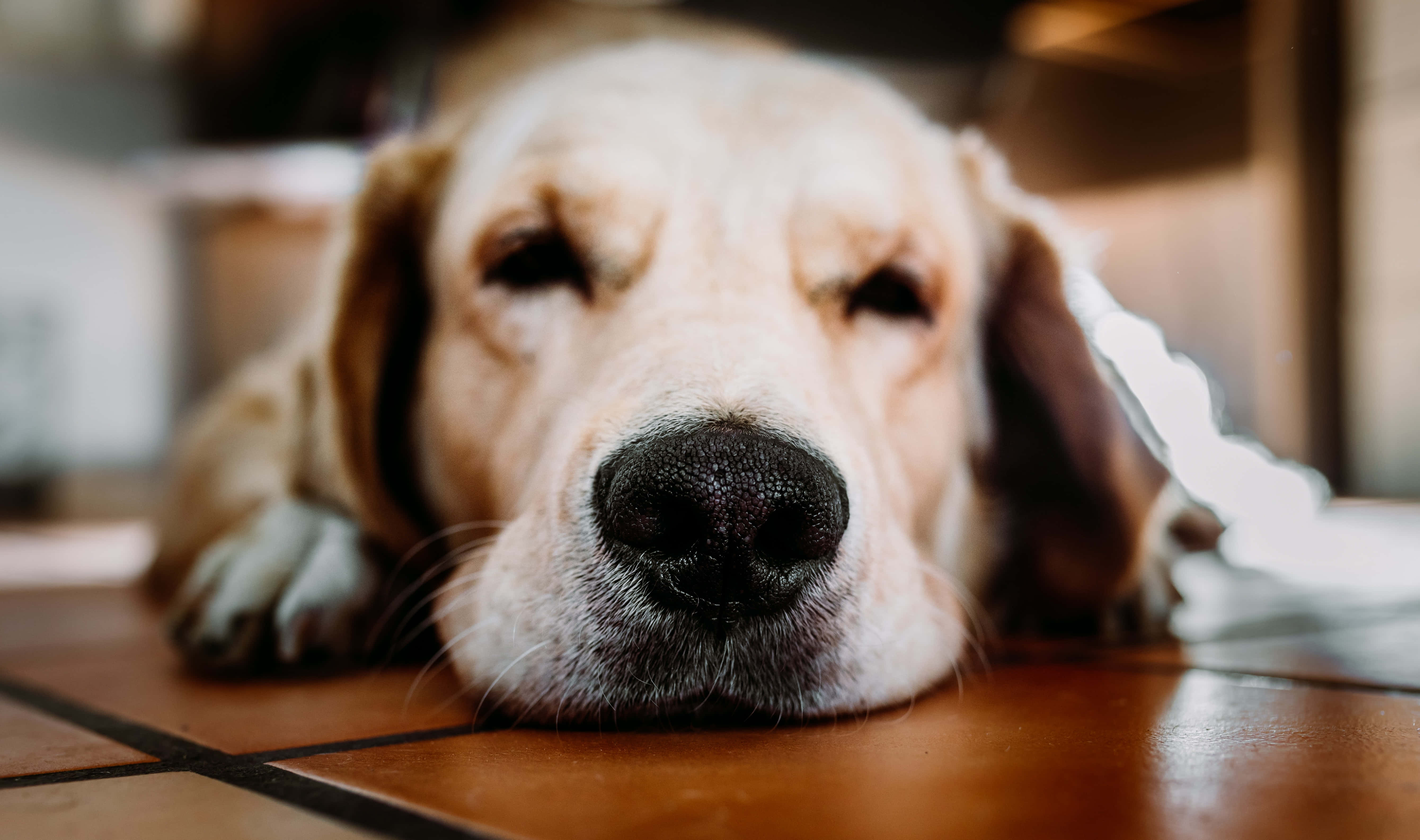 可愛又活潑的金毛幼犬 壁紙 — 一隻睏倦的金毛尋回犬將頭枕在瓷磚地板上的特寫，光線柔和溫暖。
