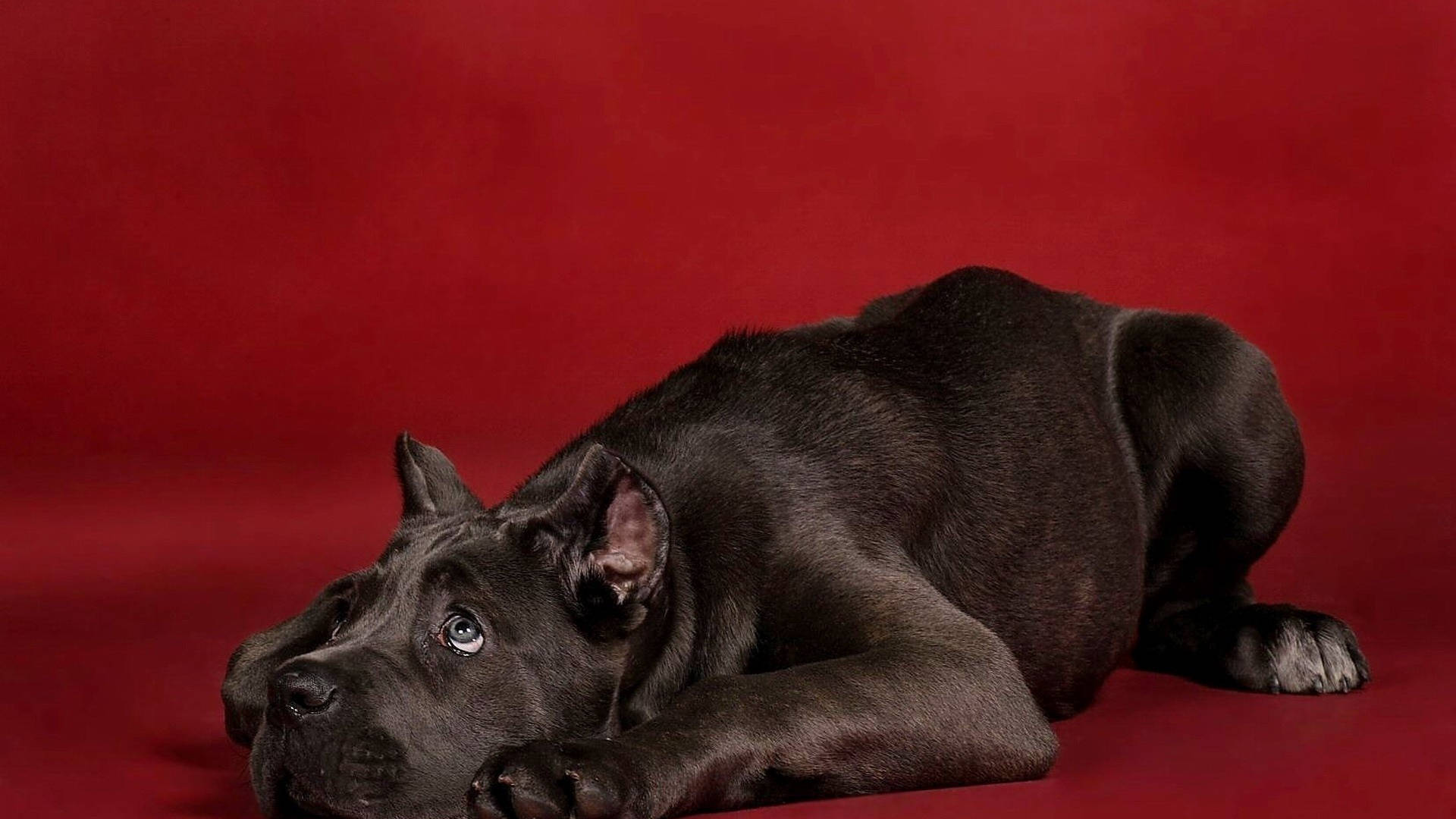 可愛又焦躁的卡內羅犬 壁紙 — 一隻時尚的黑色卡斯羅幼犬放鬆地躺在豐富的紅色工作室背景上，引人注目的藍色眼睛向前凝視。