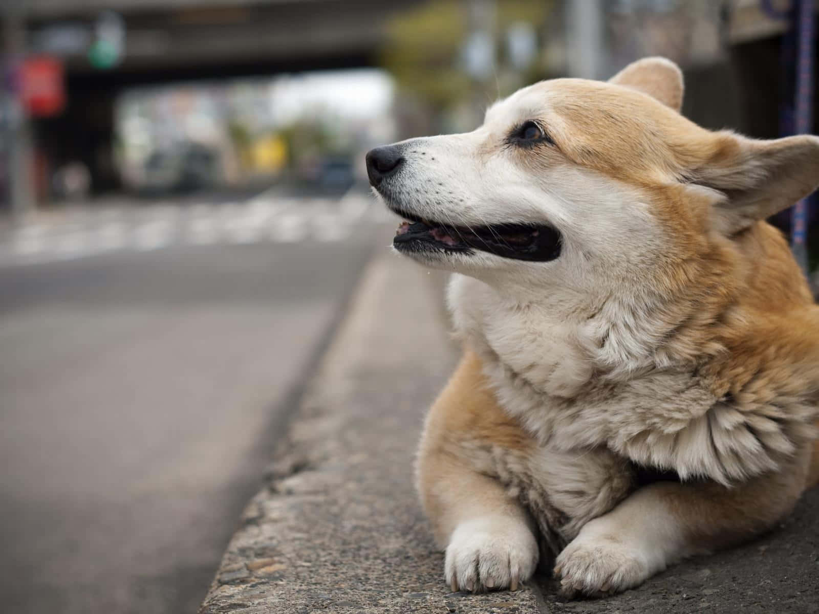 一隻哥基犬坐在人行道上望向街道。
